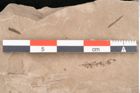 Foto (Detailansicht) von Taxodium distichum miocenicum Heer (NHMW-GEO-2024-0188-6405)
